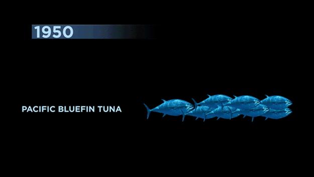 mission-blue-sylvia-earle-2
