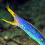 Ribbon Eel Video Roundup