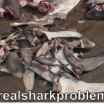 Future Shark: Living in an Ocean on the Brink