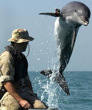 No seaside vacation is safe from dolphins.