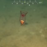 Experience the Life of the Deep Gulf of Mexico in 20 Videos