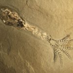 How the Squid Lost Its Shell