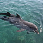 Dolphins are trying to tell us something