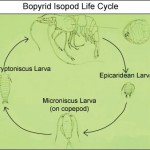 Isopods Cause Reproductive Death in Shrimp