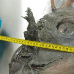Awesomely gross Oarfish Necropsy