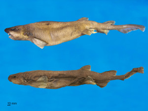 Bythaelurus naylori