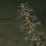 Fossil Carnivorous Sponge?