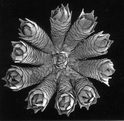 Plan view of polyps in Convexella, the deepest gorgonian genus