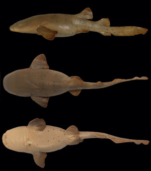 Ginglymostoma_unami_first