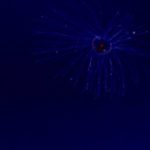 GO GO GADGET JELLYFISH!