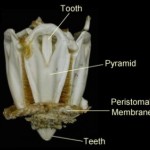 Deep Sea 101: Early Paradigms and Exploration