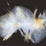 A Wormy (and Nerdy) Conquest of the Deep