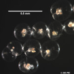 San Diego red tide eaten alive by single-celled predator