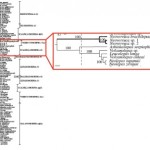 Barnacle Evolution I: Phylogeny Served Without Plates