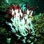 The 27 Best Deep-Sea Species: #24 Tubeworms