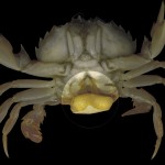 This may be the ocean’s most horrifying monster (and you’ve probably never heard of it)