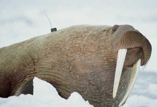 Larry had the nagging sense something was on his back.