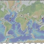 Shrimp Tails: Describing a New Species