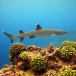 There Is No Marine Biodiversity Crisis…