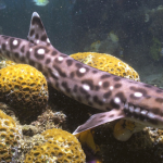 Meet the New Sharks of 2015