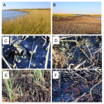 Gulf oil spill suffocated marsh grasses, enhanced erosion