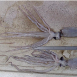 Baby Giant Squids